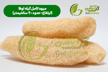 اسفنج گیاهی لوفا یا گیاه لیف جهت تولید محصولات اسکراب و اسفنج ظرفشویی