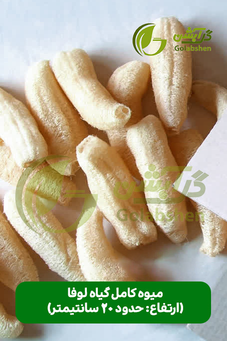 اسفنج گیاهی لوفا یا گیاه لیف جهت تولید محصولات اسکراب و اسفنج ظرفشویی