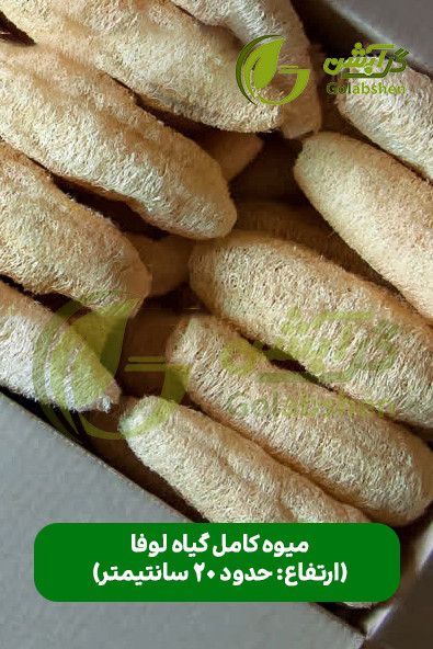 اسفنج گیاهی لوفا یا گیاه لیف جهت تولید محصولات اسکراب و اسفنج ظرفشویی