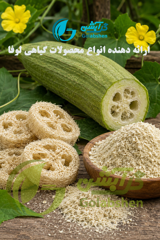 اسفنج گیاهی لوفا یا گیاه لیف جهت تولید محصولات اسکراب و اسفنج ظرفشویی